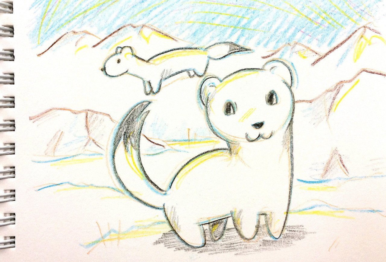 一日一枚 冬のオコジョ Happymancafe Note