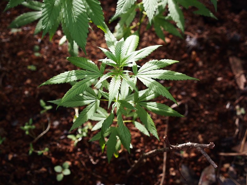 大麻の話 後編 ジャマイカ編 平たかゆき Note 大麻の話 後編 ジャマイカ編 平たかゆき Note