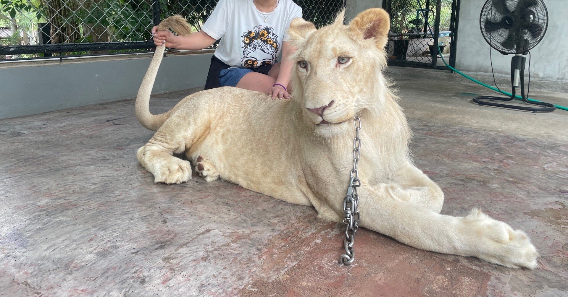 意外と重い⚠️ライオンのしっぽ🦁｜LD支援 レイチェル