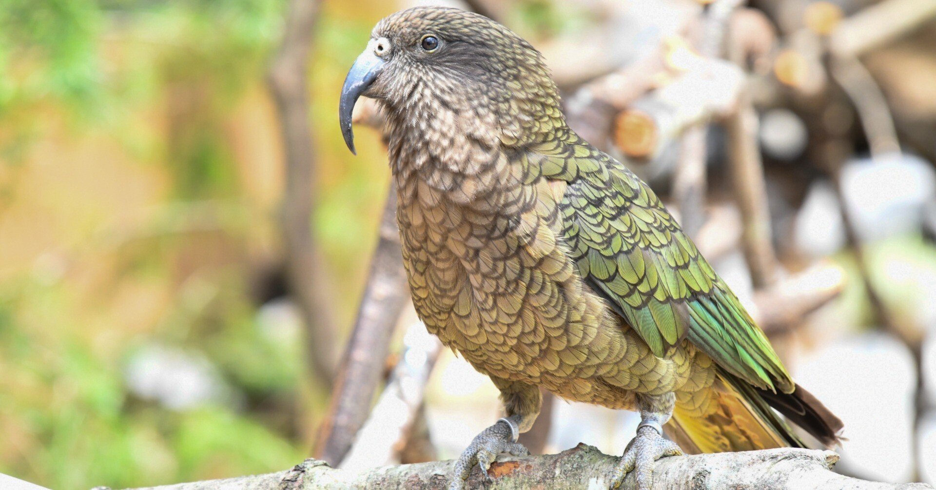 d33fa4427ae5bc791c823dd030aef5