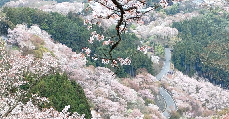 春の旅🌸吉野の桜