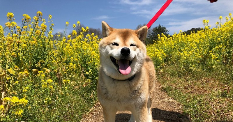 ヒナ（柴犬）笑顔 in 花夢の里（芝桜）2024春、5月に8歳になります♪