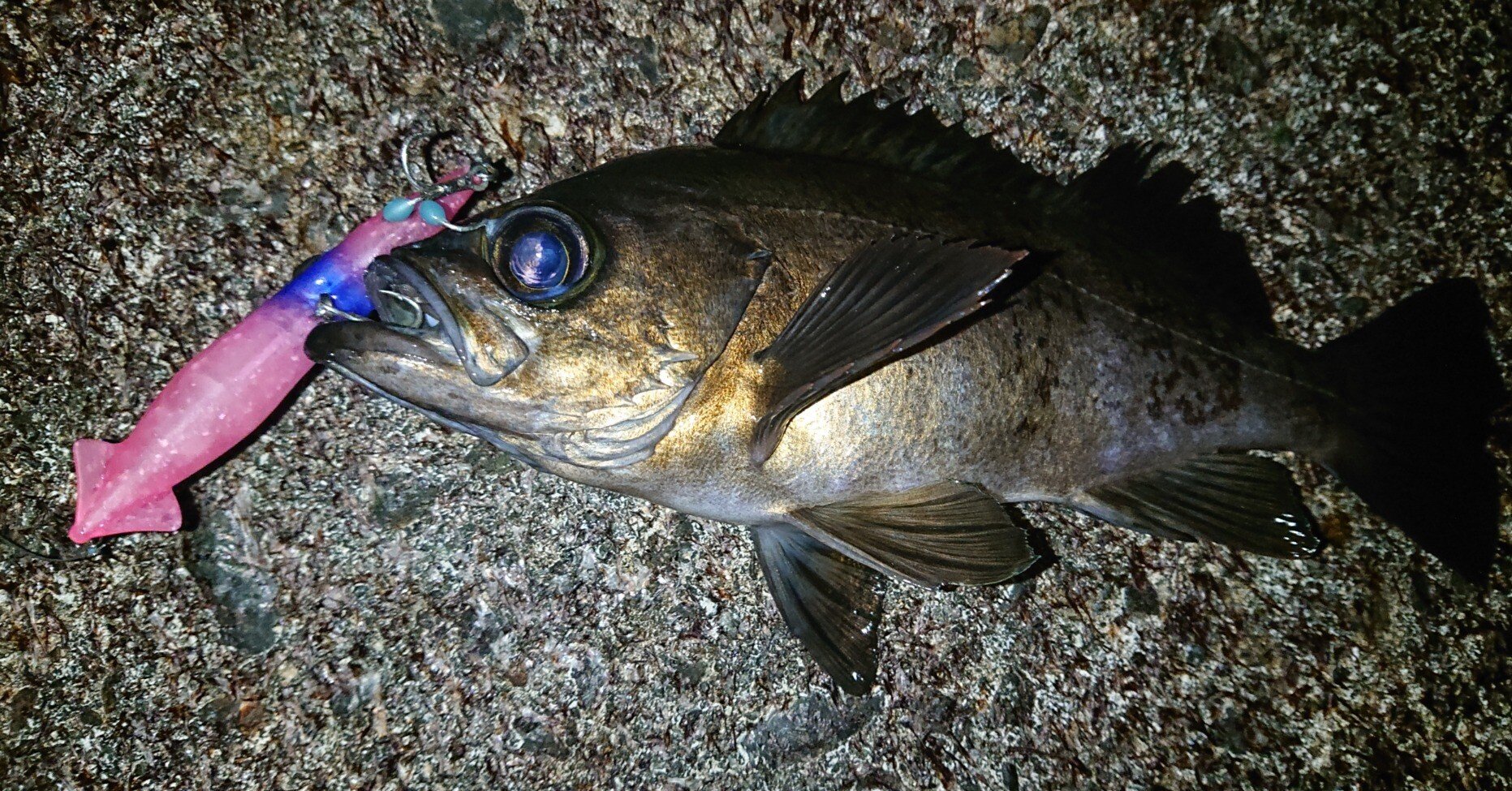 富山のホタルイカパターン！｜フィッシングねこ