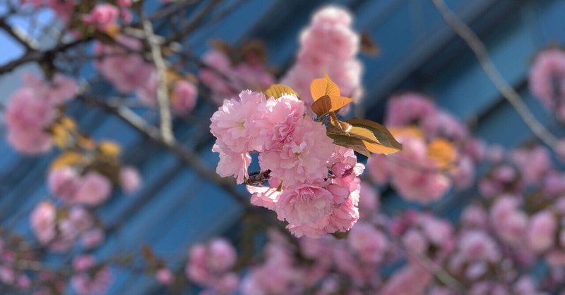 コメダ珈琲店『桜咲くおぱんちゅうさぎのシロノアール』を食べてみた