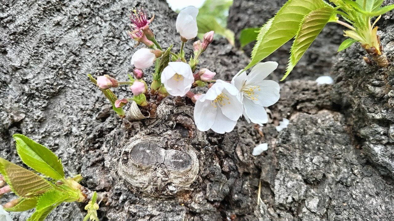 20240412_桜_順番に咲く