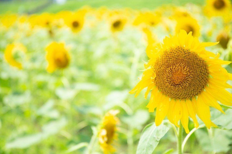 なにができる

とかじゃなくて

ただ あなたが

いてくれて

嬉しい

#花 #幸せ #こころ #フォトポエムカウンセラー #写真
