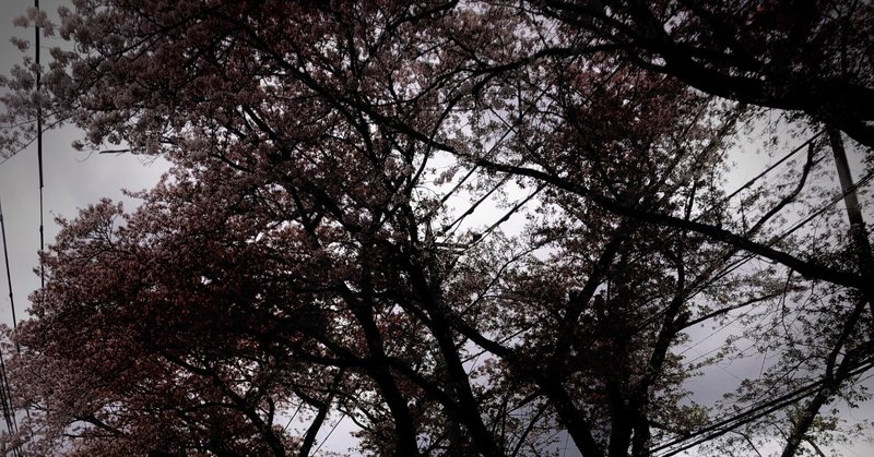 セピア色の桜