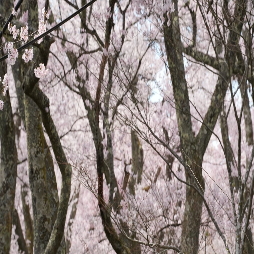 Tamron 35-150mm F/2-2.8 Di III VXDはヒドイ奴や…という話｜東風谷Ch