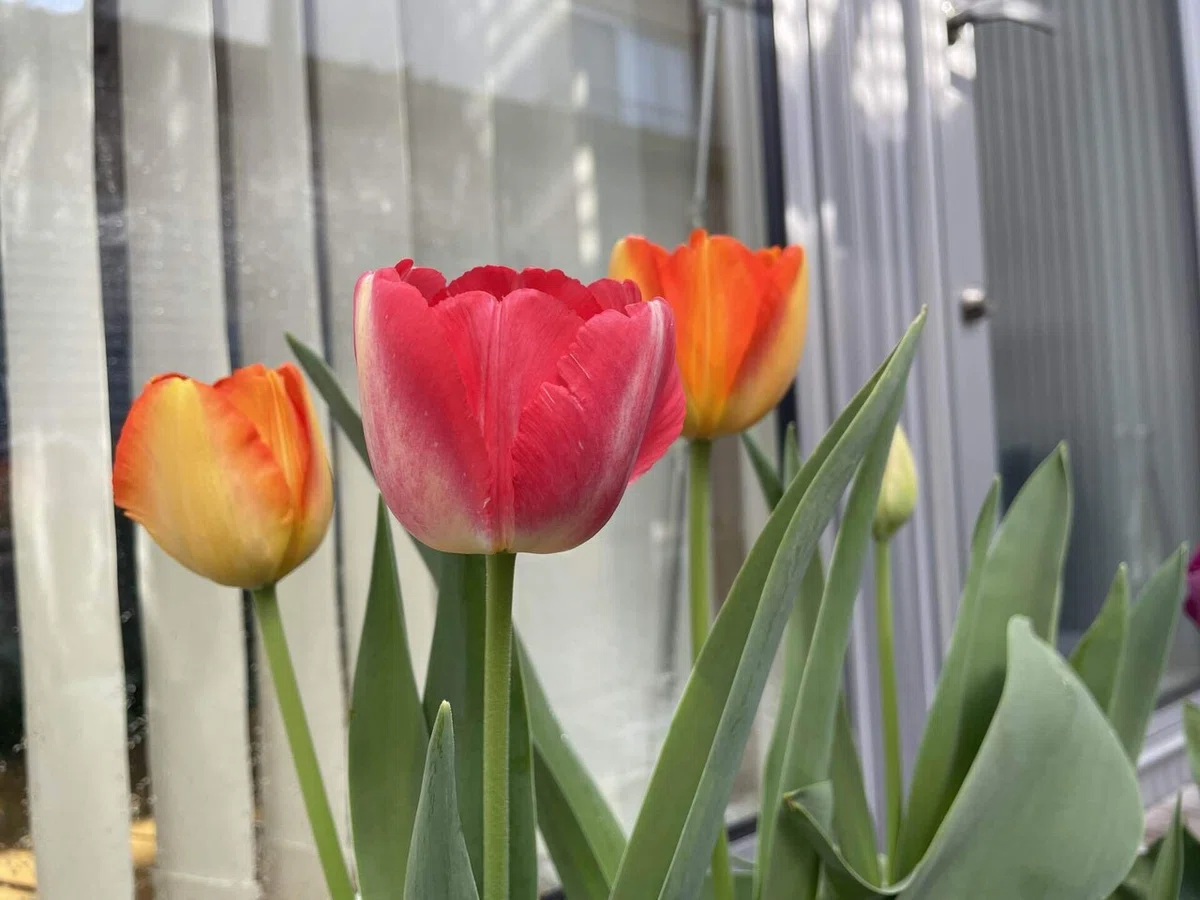 Spring Break Bc About my children and my fun spring break|アリサ|ライター・編集