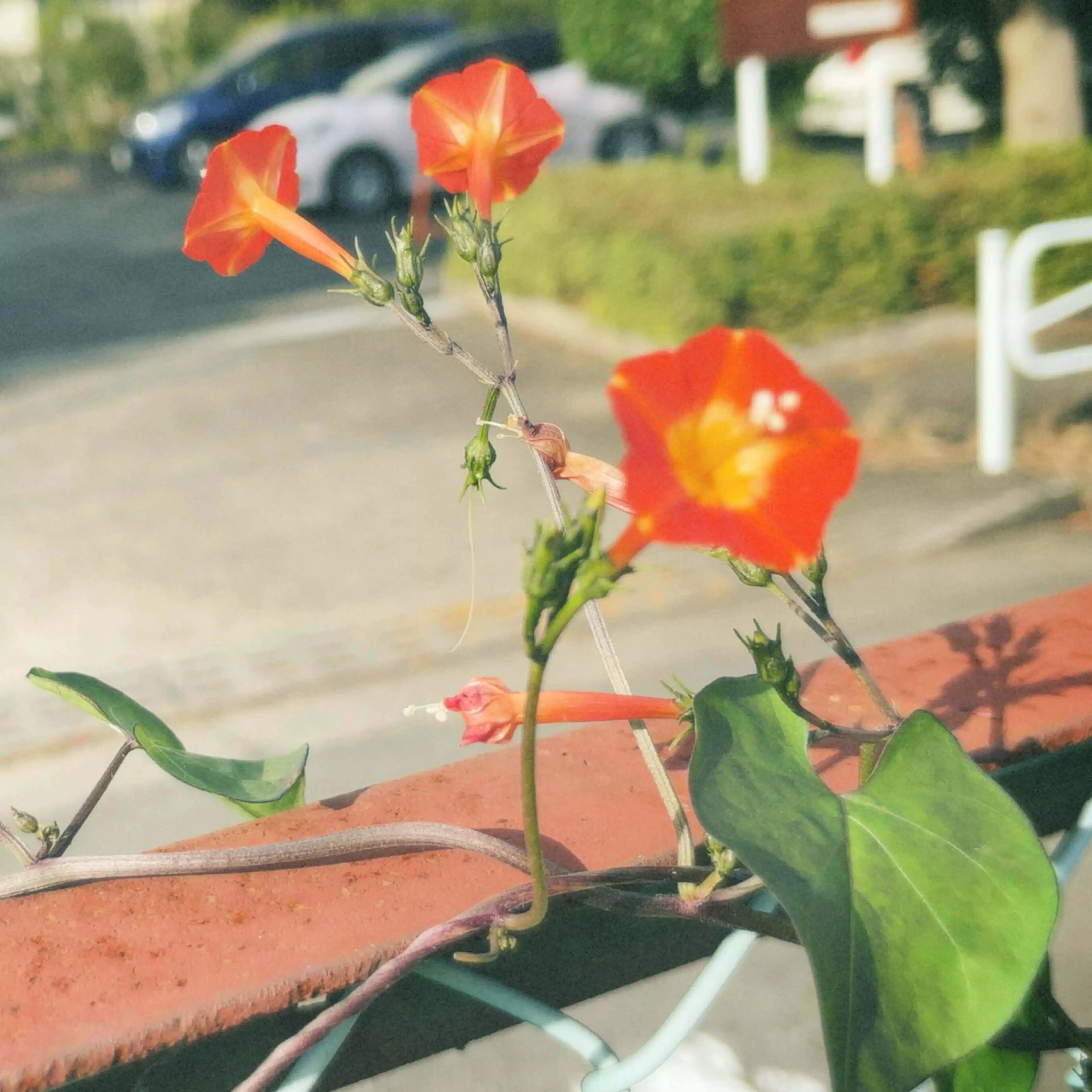 晴紀