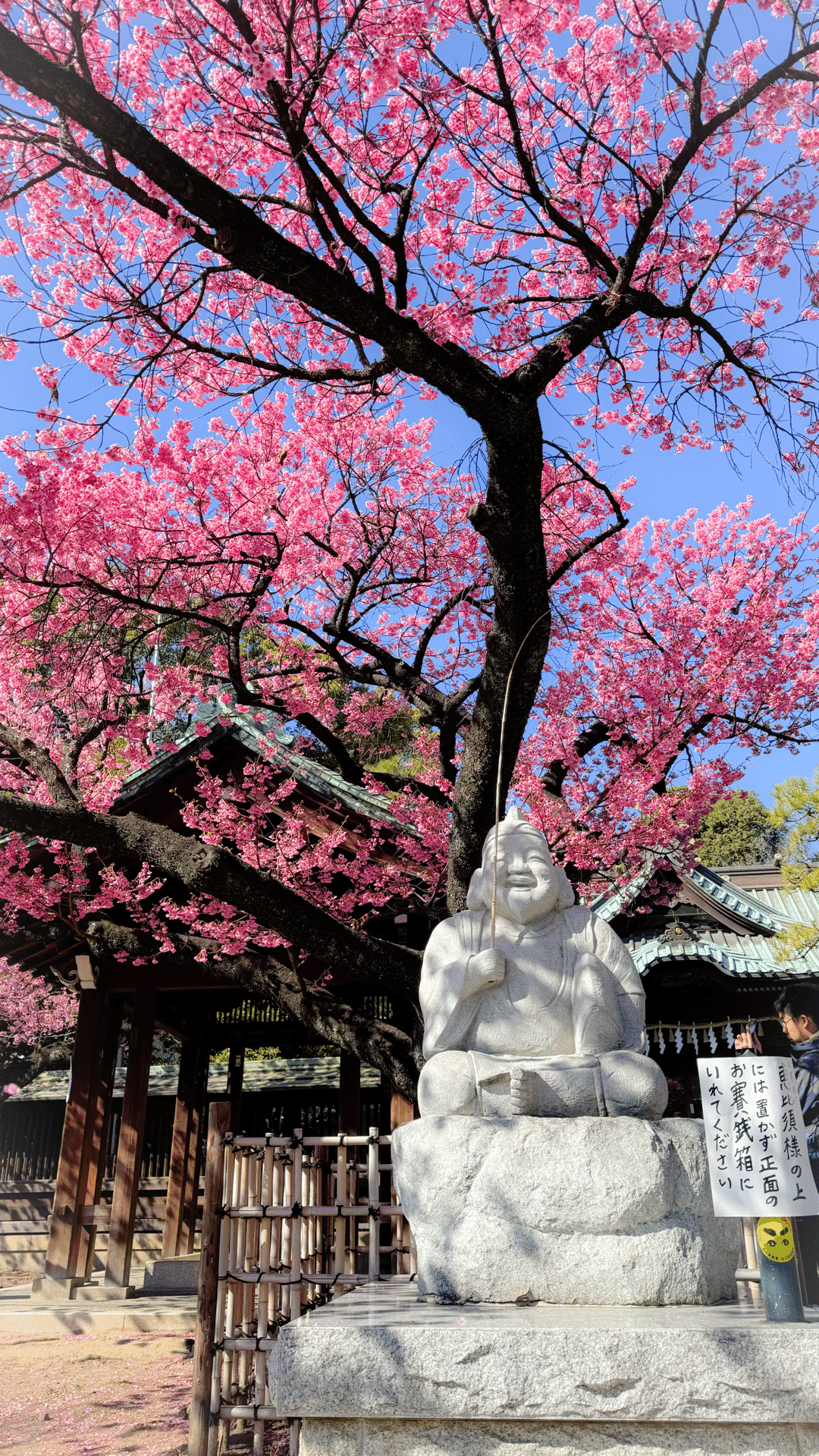 ぶらり散歩】東京桜ホッピング総集編2024｜エアトラベラー｜Air Traveler