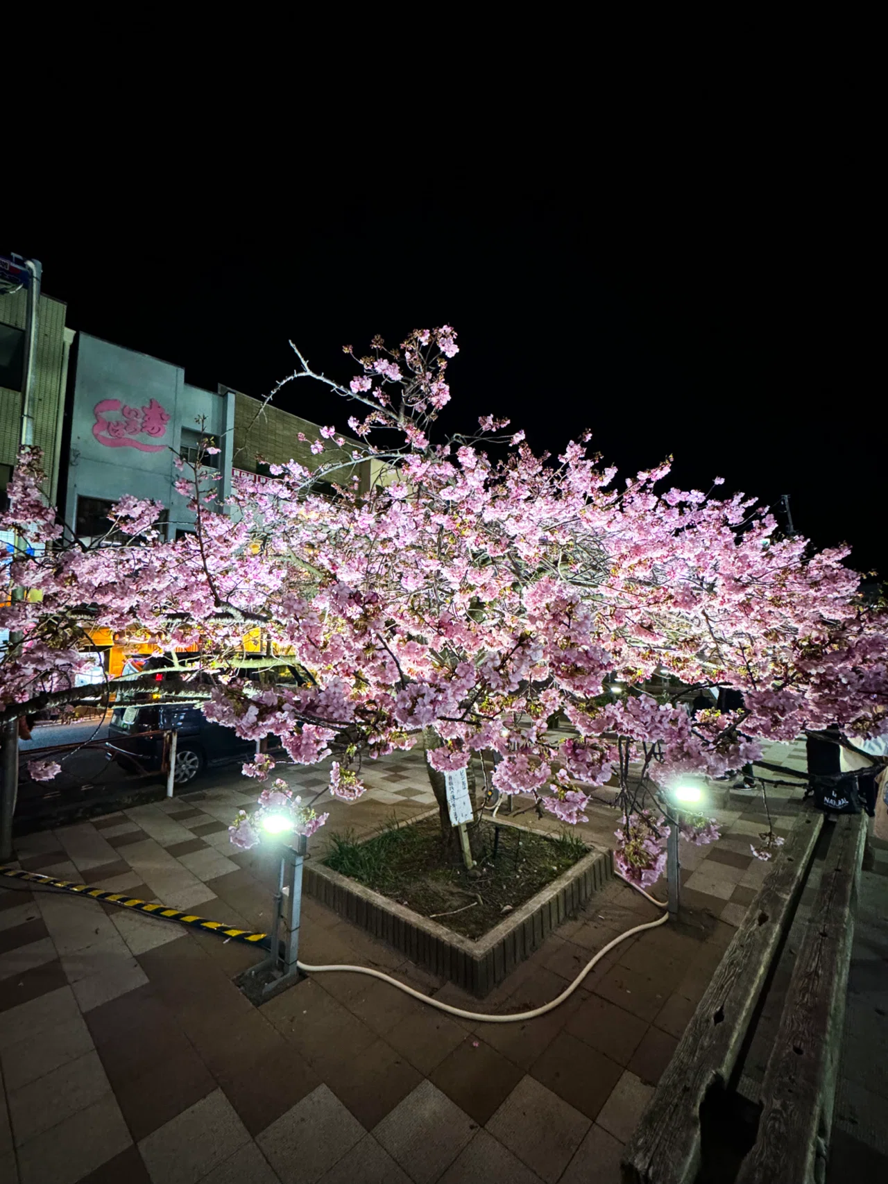 ぶらり散歩】東京桜ホッピング総集編2024｜エアトラベラー｜Air Traveler