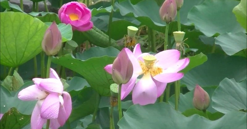 今年の蓮の花。桜ヶ丘公園ゆうひの丘近く ★186