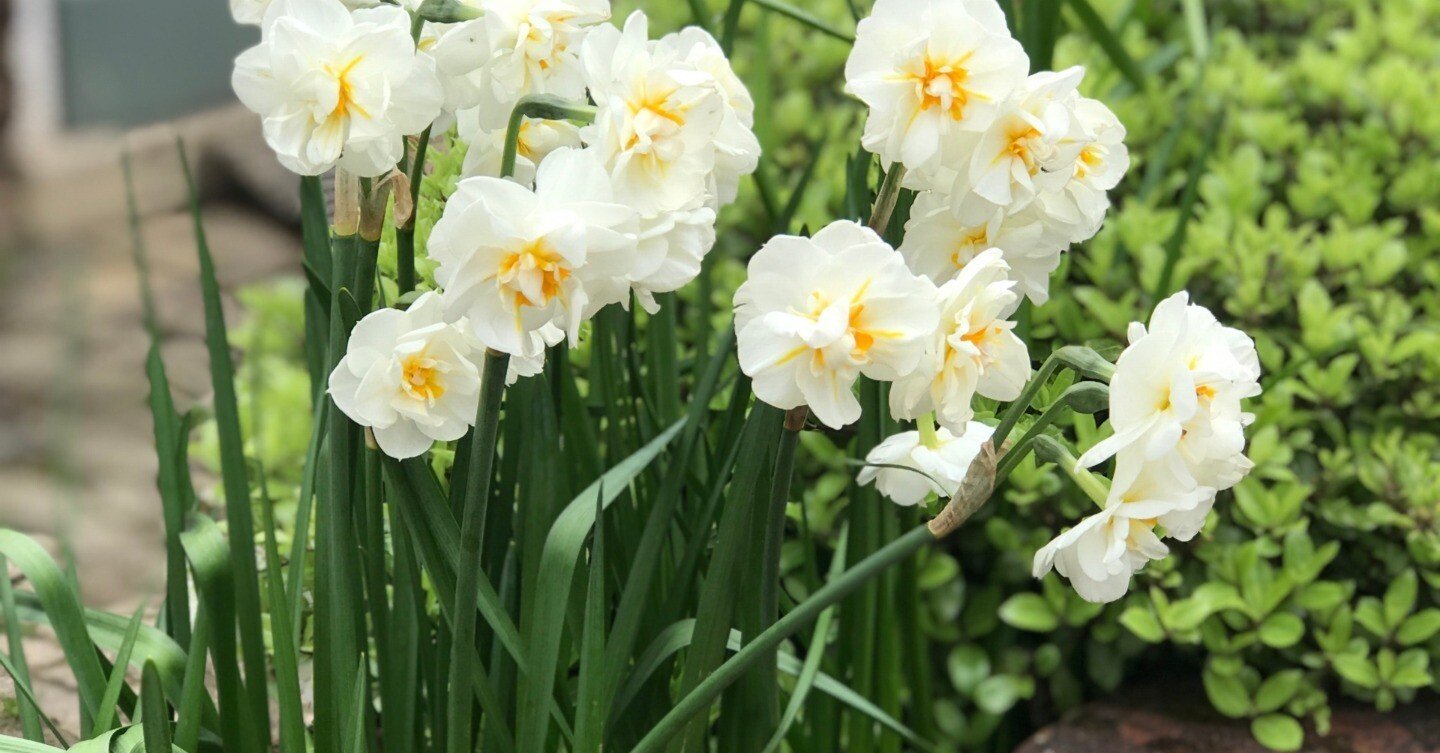 春の花様　角19.2L　6本 春の花が咲き始めた。｜山口もも