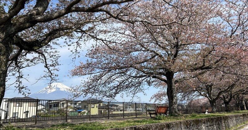 裾野市の桜の名所 2 文化センター