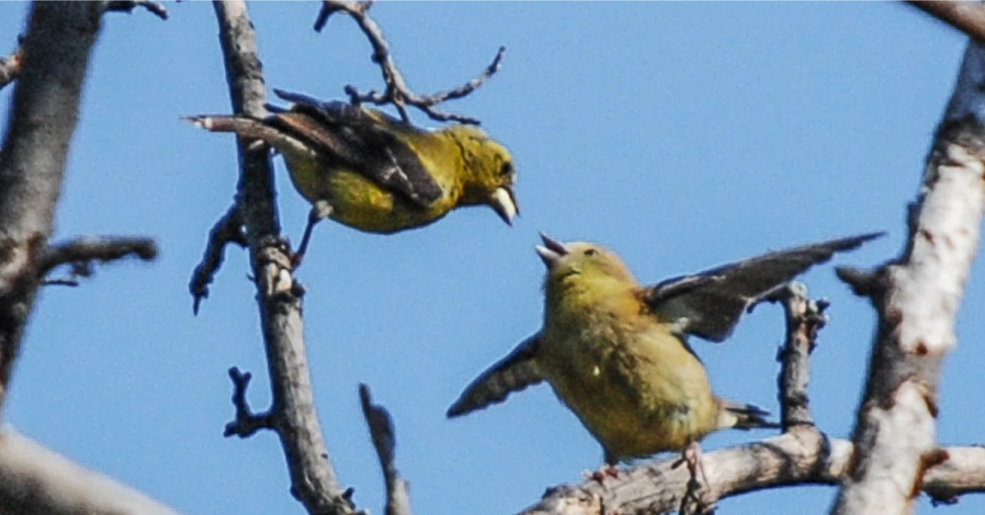シカゴでバードウォッチング！】 American Goldfinch オウゴンヒワ