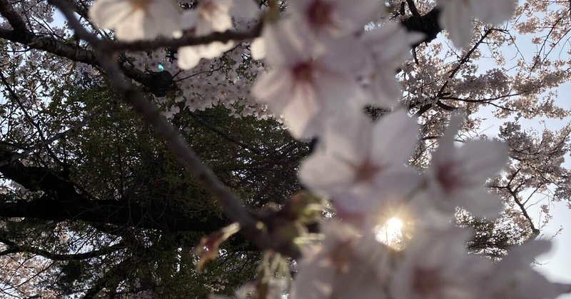 今の私にピッタリなお花見🌸桜道散歩