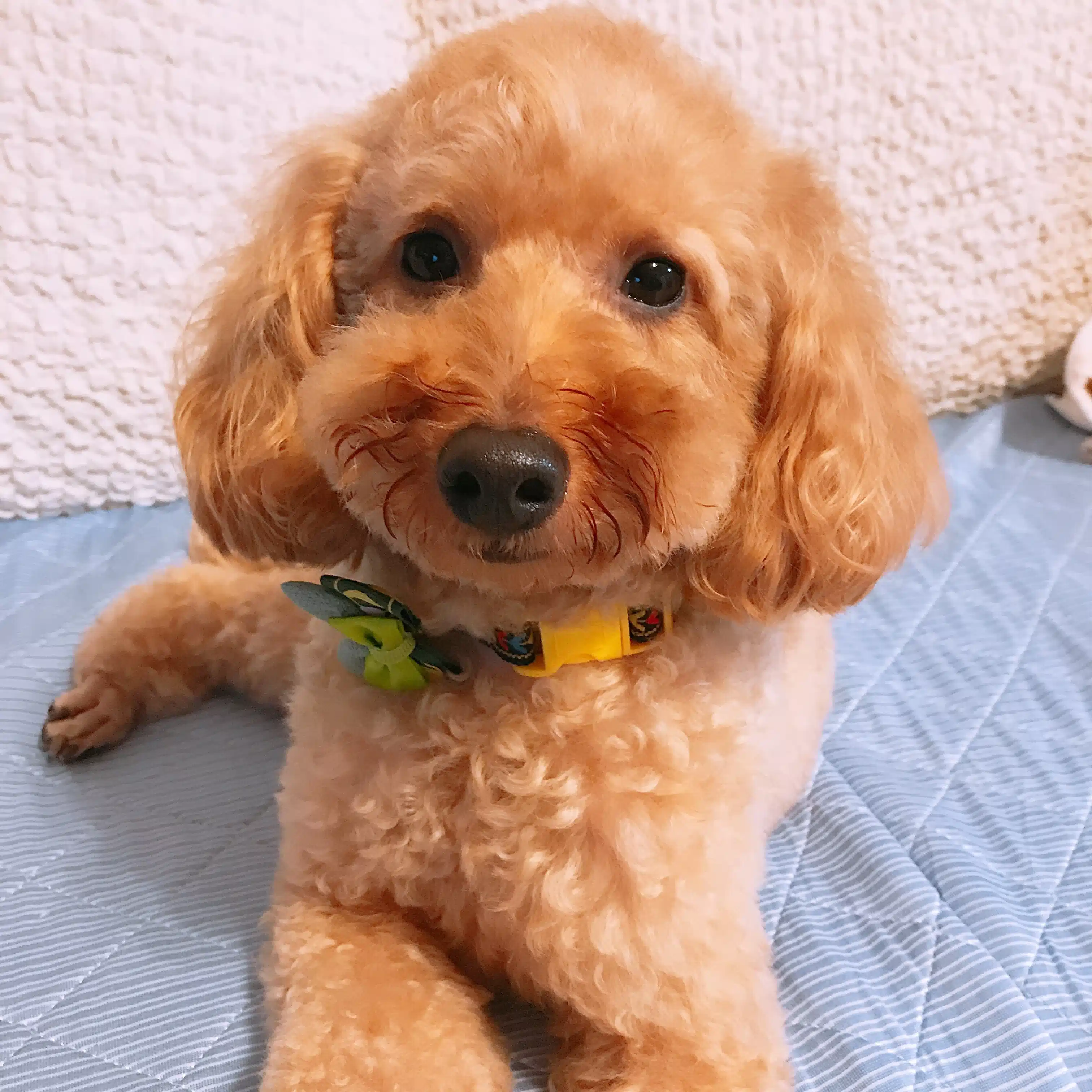 ぶーみおちゃんぷ