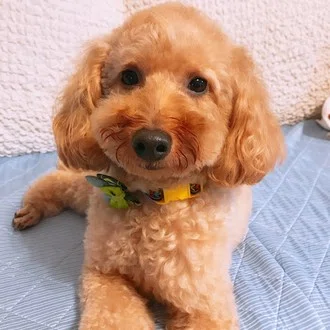 ぶーみおちゃんぷ
