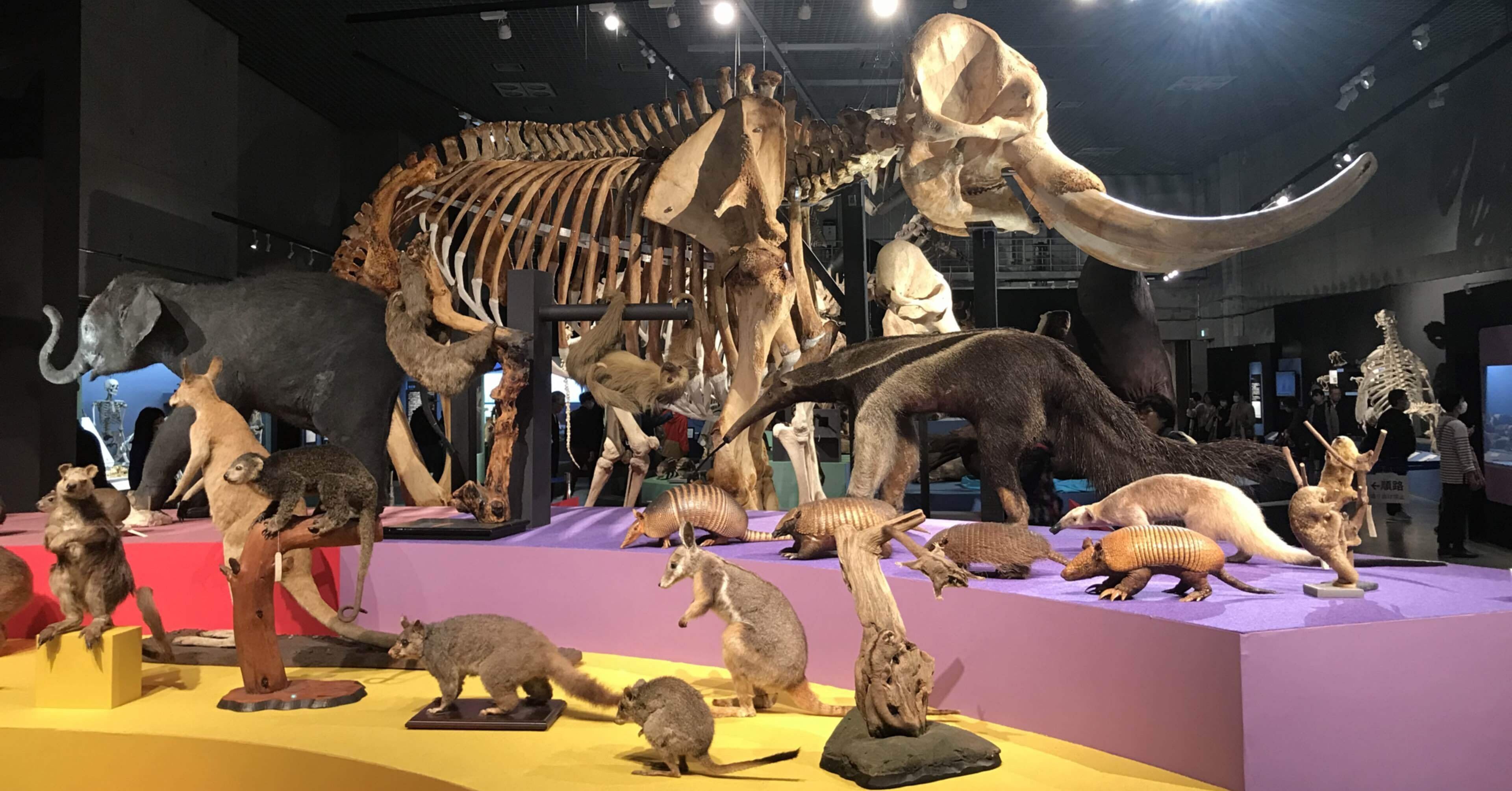 哺乳類 哺乳類大行進2024。｜Mr.シンゲツ