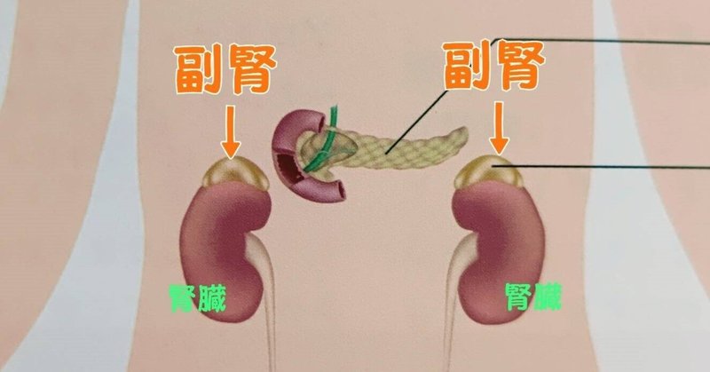 ストレスフルな時代の、睡眠ケアと副腎ケア