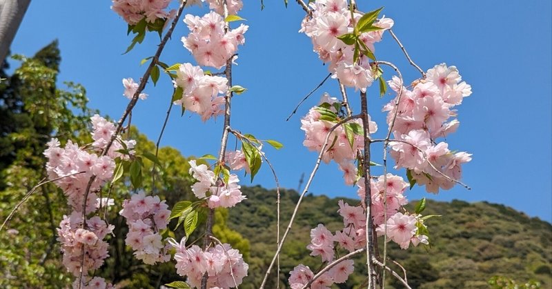 吉香公園の桜等