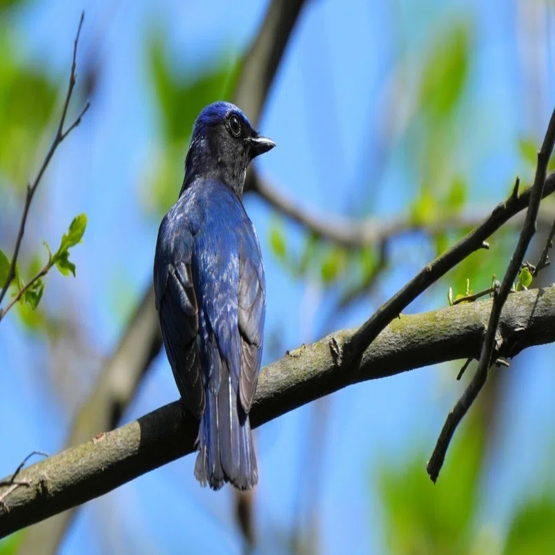 今日の鳥見散歩🚶夏鳥三種盛り🐦🐦🐦｜めい