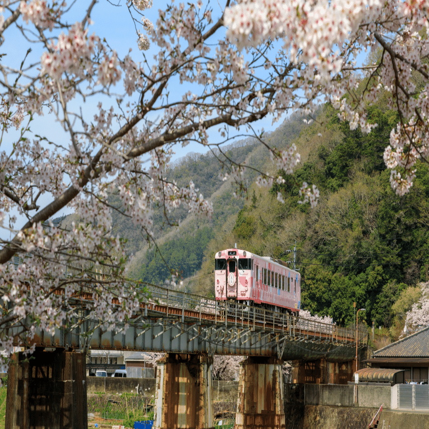 撮影記】津山線と桜｜なべなべ