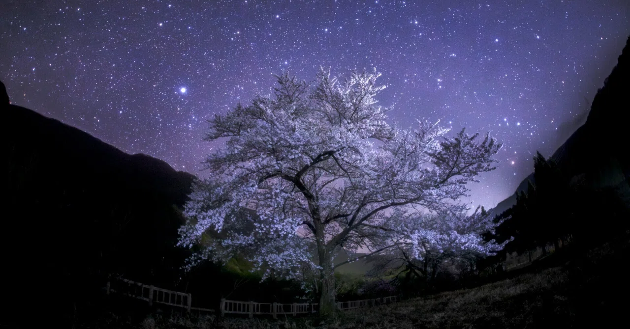 原画 月 星 海 夜空 桜 桜吹雪 星空 春 おしゃれ モダンアート 原画 月 星 海 夜空 桜 桜吹雪 星空 春 おしゃれ モダンアート
