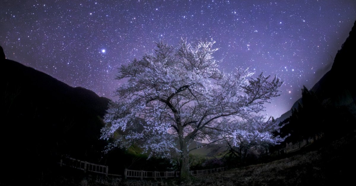 春爛漫☆昼と夜☆桜吹雪の舞う幻想的な風景☆