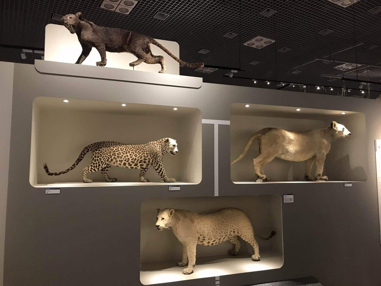 哺乳類大行進2024。｜Mr.シンゲツ