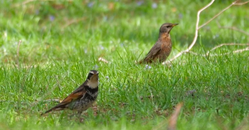 野鳥が好きです!#115「ハチジョウツグミ降臨!!」