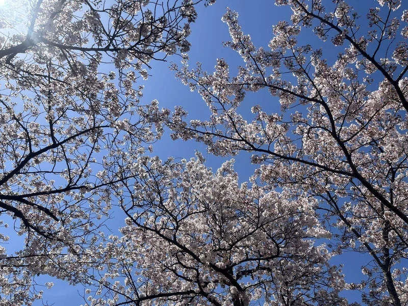 過労オタク/桜コスメはテンション上がる｜たまき