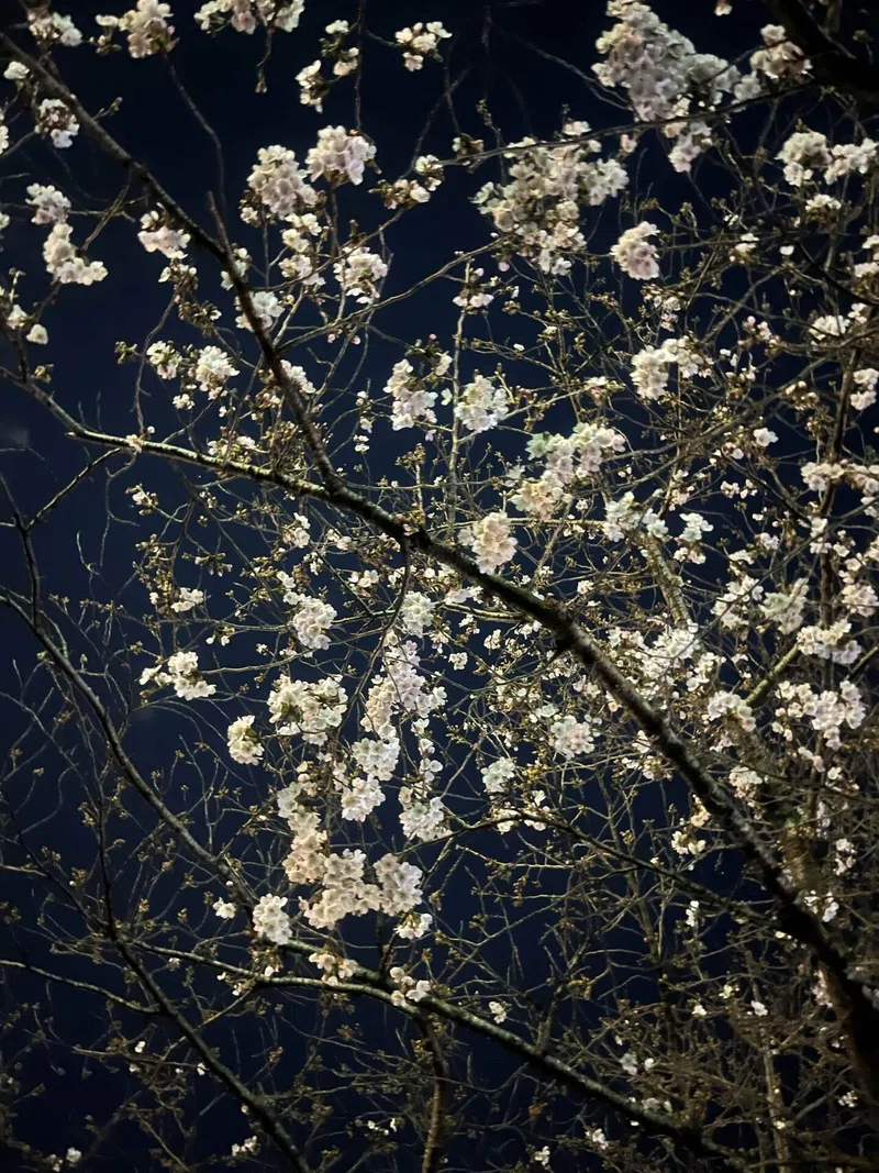 過労オタク/桜コスメはテンション上がる｜たまき