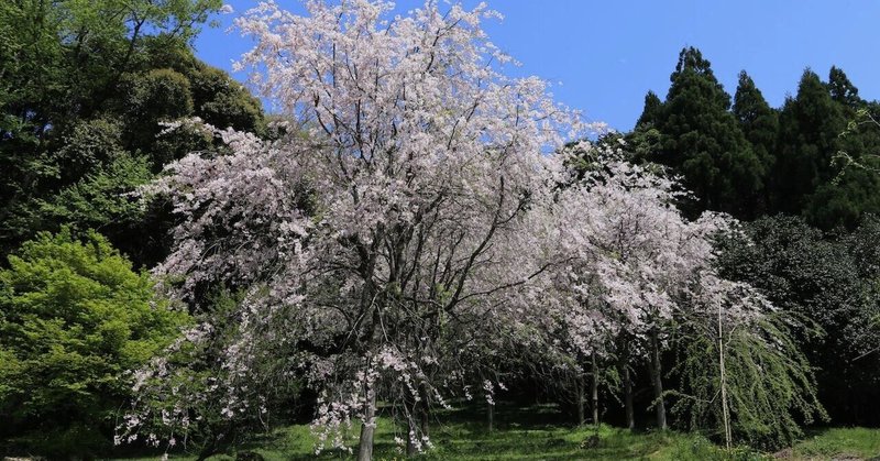 鳥取市鹿野町の枝垂れ桜