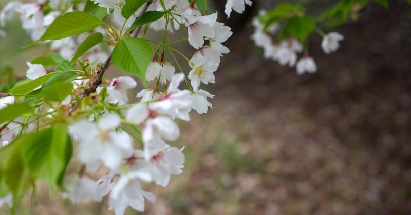 凡庸”レンズ”雑記「NIKKOR Z 50mm f/1.8 S」引き続き所感