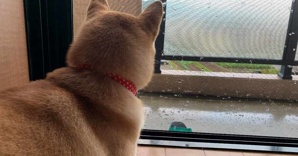 雨だから散歩に行けない 柴犬おすしと猫のおでん Note