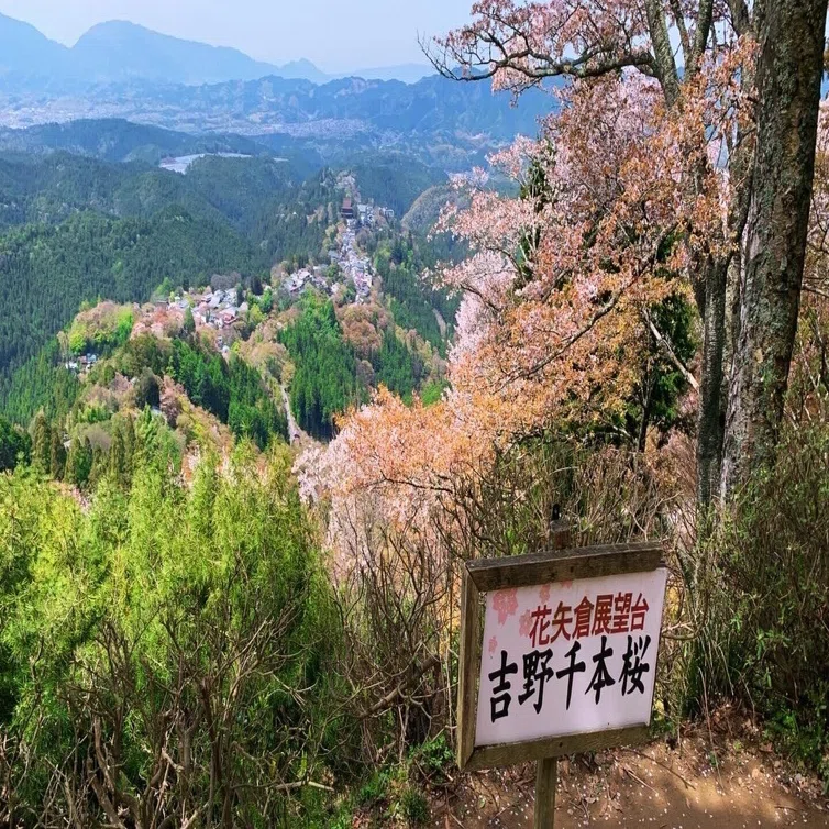 吉野山の桜、野田の藤｜きたむら
