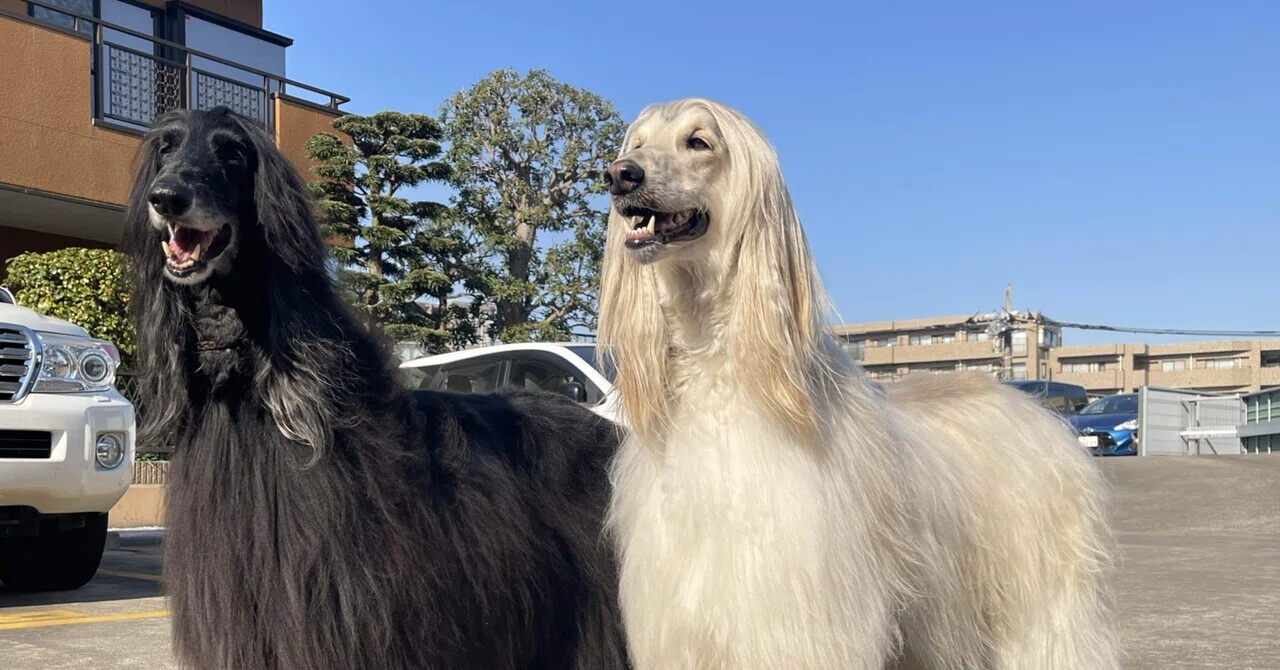 「こんな綺麗な保護犬いるんですねえ〜！」←違います、綺麗にしたんです…｜Yukarine