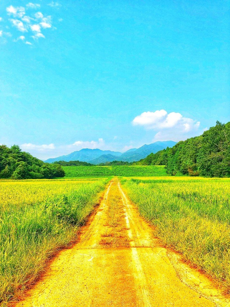 夏の空というか空気みたいなものがあると思う。カラッとした空気。汗をかくのは好きではないが……。夏の空気は好きだ……未完。