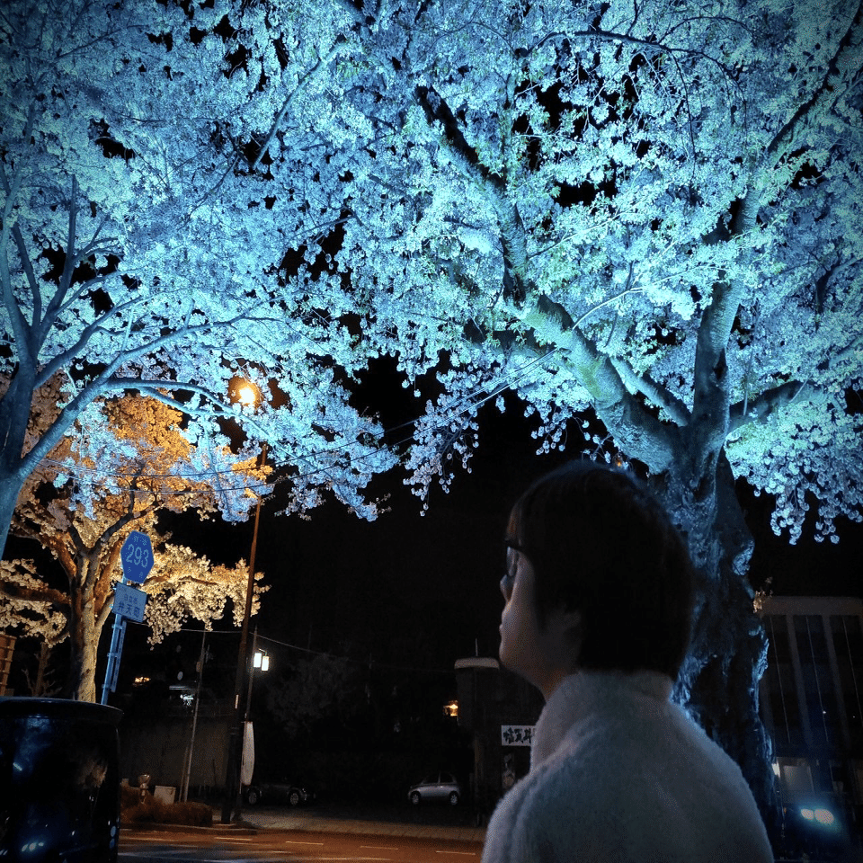 青い桜が好き。｜横山黎@謎解きとミステリー