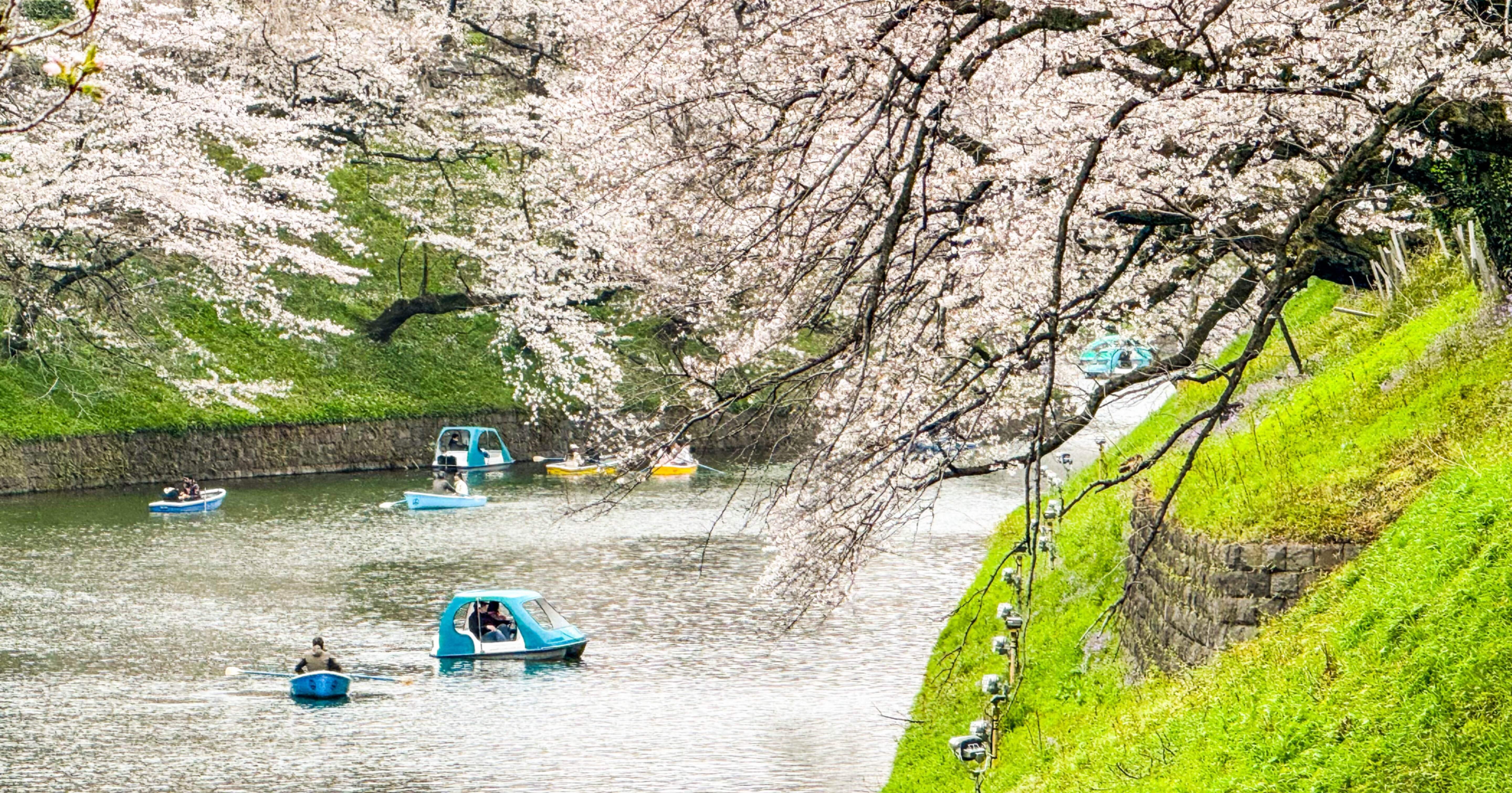 ぶらり散歩】東京桜ホッピング総集編2024｜エアトラベラー｜Air Traveler