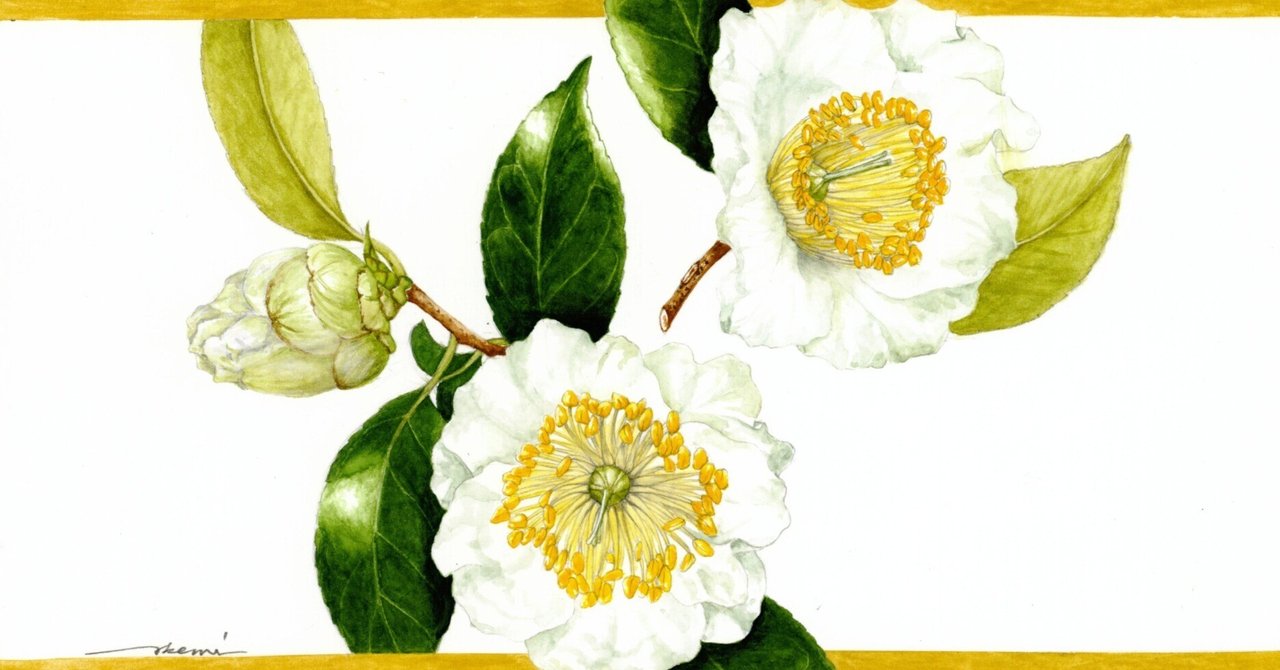 江戸椿・肥後椿「太田白」｜まついあけみ /植物画家（江戸の植物）