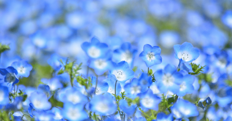 【日記】とりあえず生きている話。