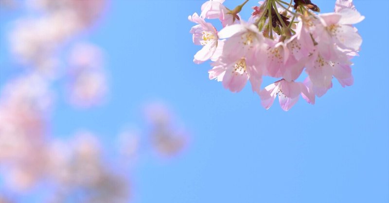 桜の季節に思いを寄せて
