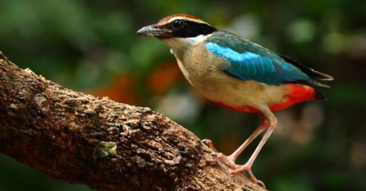 第484回 カラフル度ナンバーワンのヤイロチョウ 翆野 大地 Note