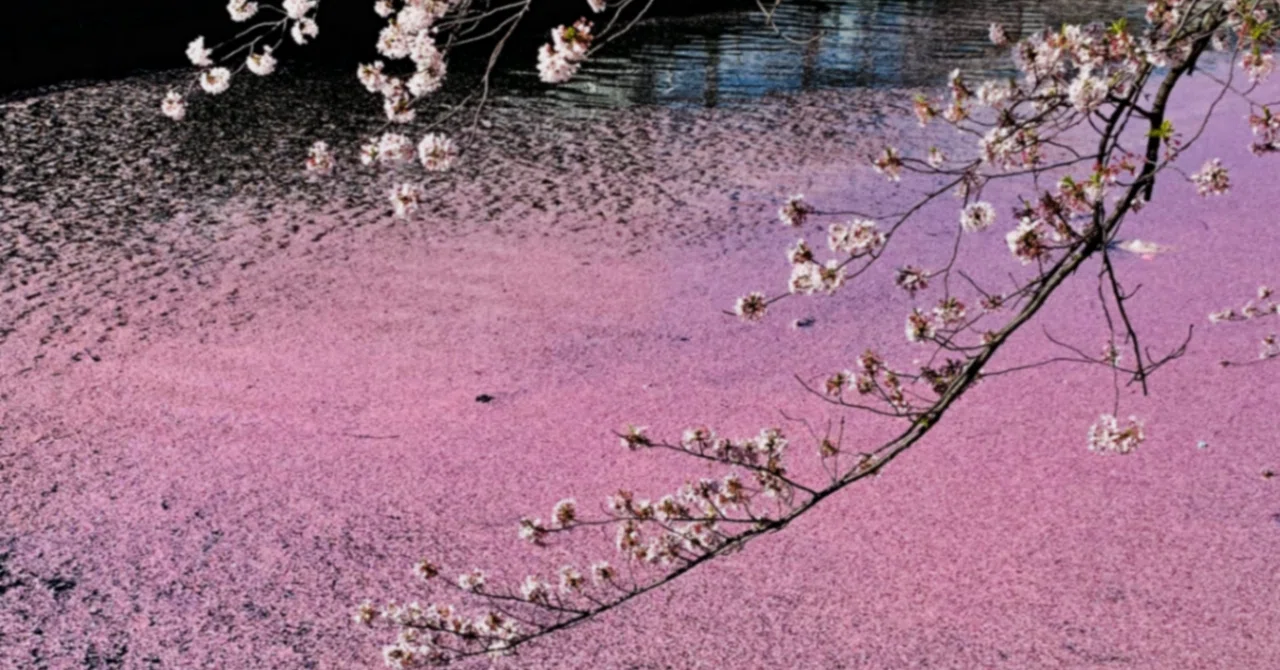 桜や春の印象を象った詩｜とし総子
