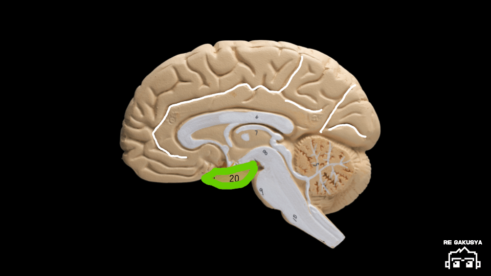脳解剖学(萬万甫) 61drbVprFbL._AC_SY200_QL15_.jpg