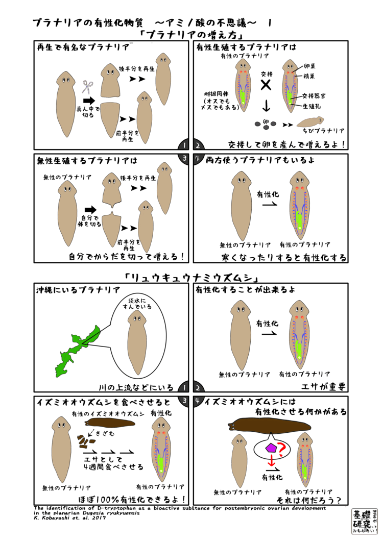 2017, Scientific Reports, The identification of D-tryptophan as a bioactive substance for postembryonic ovarian development in the planarian Dugesia ryukyuensis, K. Kobayashi et al. より　1ページ目