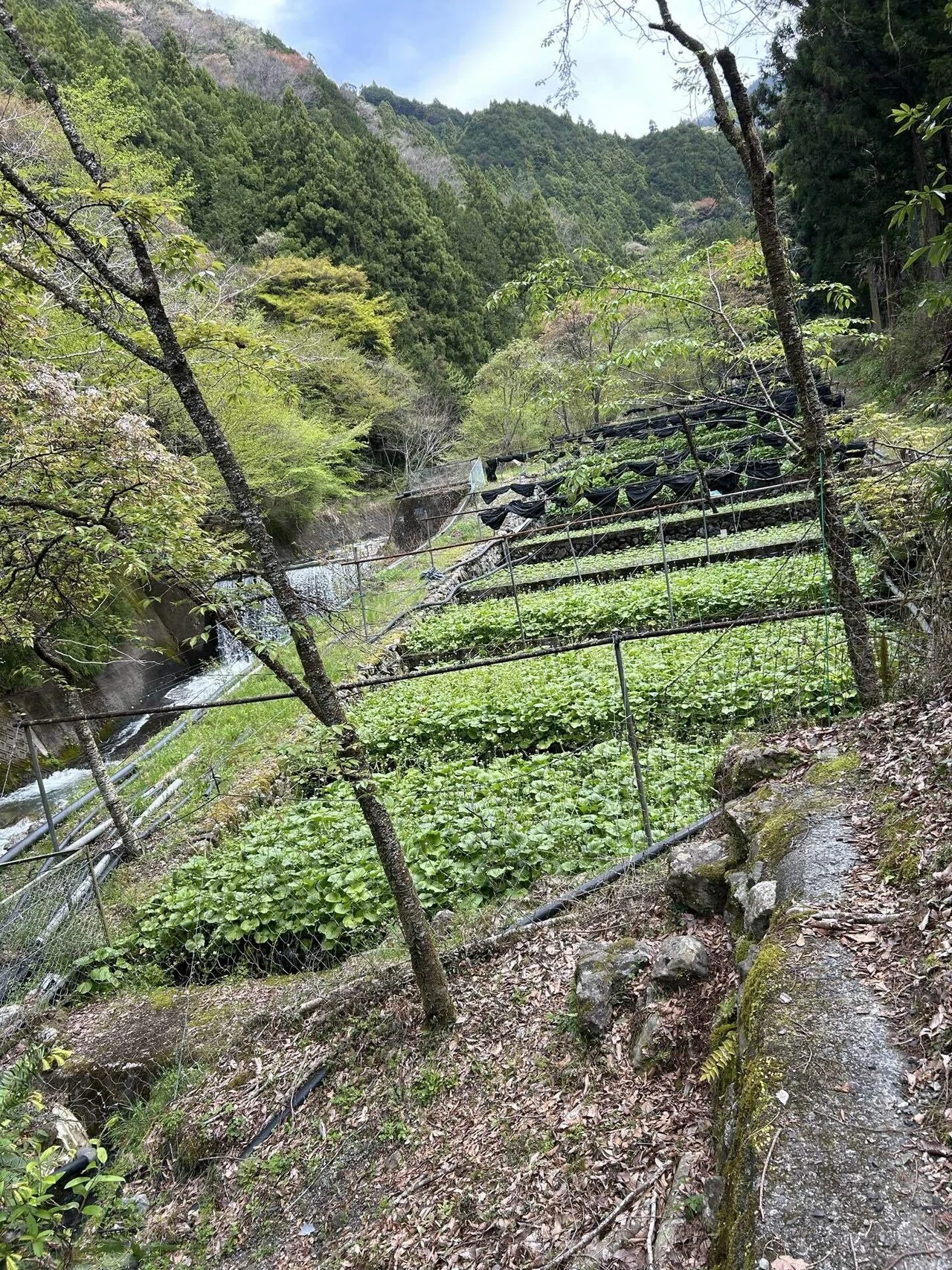 わさび山葵ワサビ(静岡市 有東木)｜mikuji58